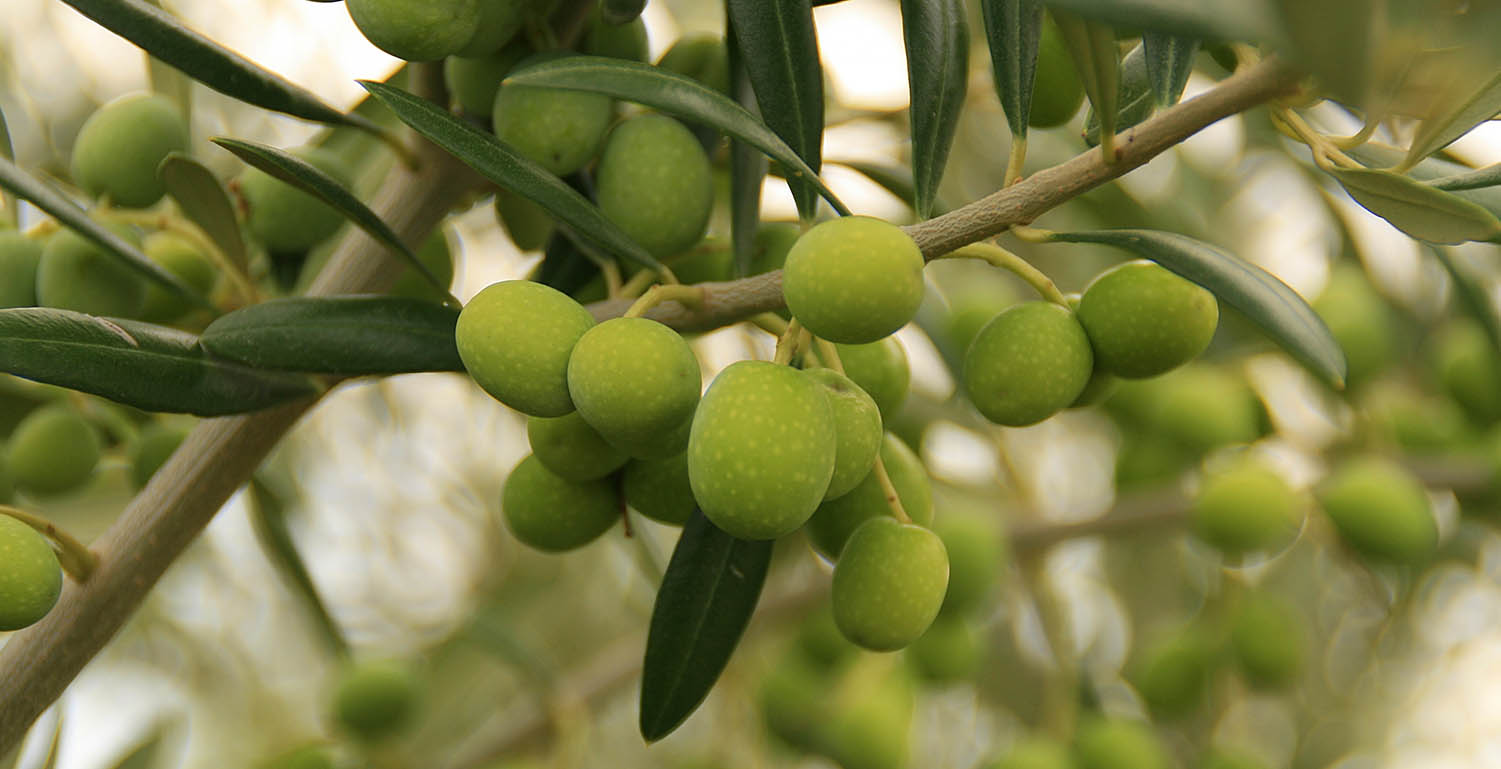 Tarımsal faaliyetler